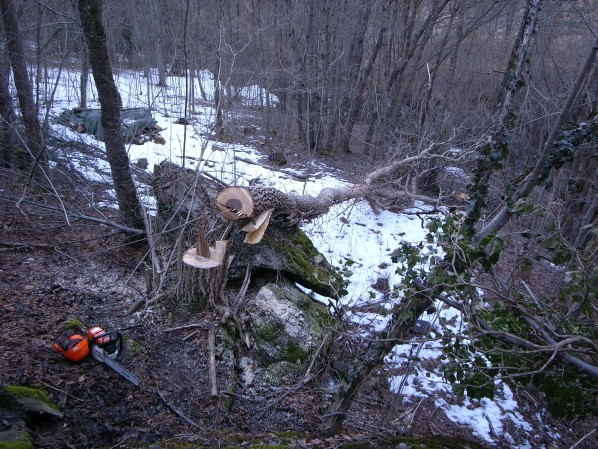 Felling the tree - January 2008
