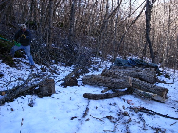 Hoisting the logs for initial drying under a tarp
